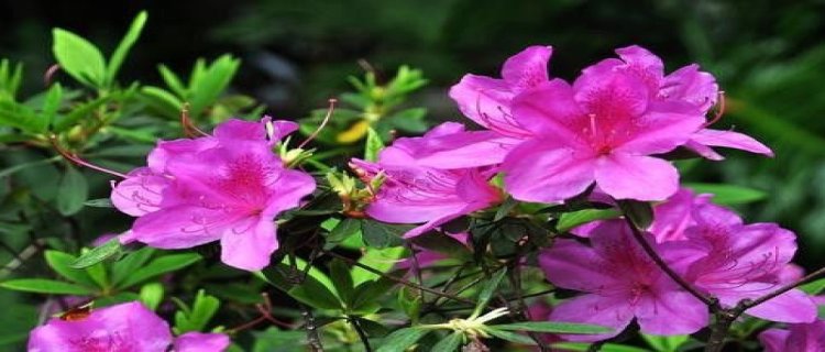 杜鹃花浇水放醋可以吗，杜鹃花浇水后花蔫了