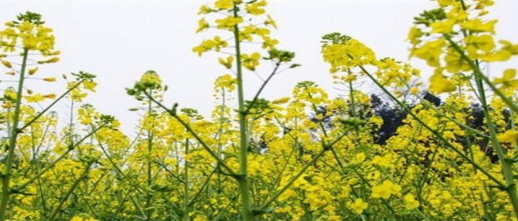 油菜花什么时候开在哪个季节(油菜花哪个季节种)