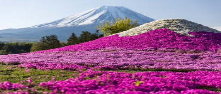 芝樱的病害及其防治