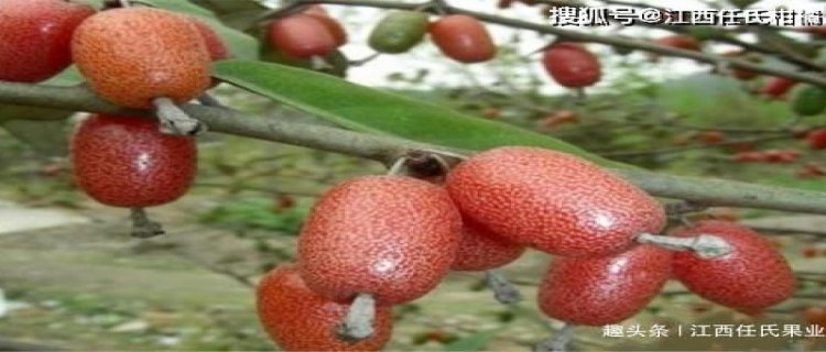 羊奶果种植需要栽公母吗(羊奶果种植需要栽公母吗图片)