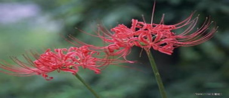 彼岸花用什么盆种植，夏季可以给彼岸花换盆吗