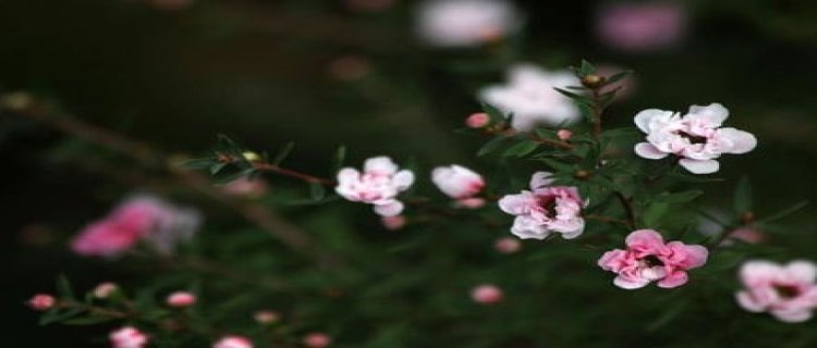 梅花适合养室内吗