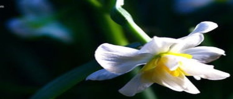 水仙花如何延长花期，水仙花什么时候开花