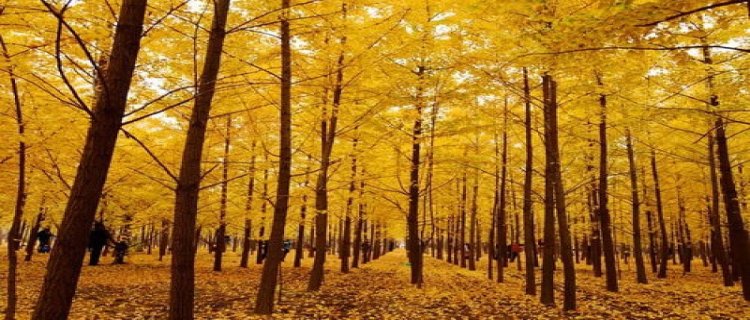 银杏种子种植方向(银杏种子怎么种植)