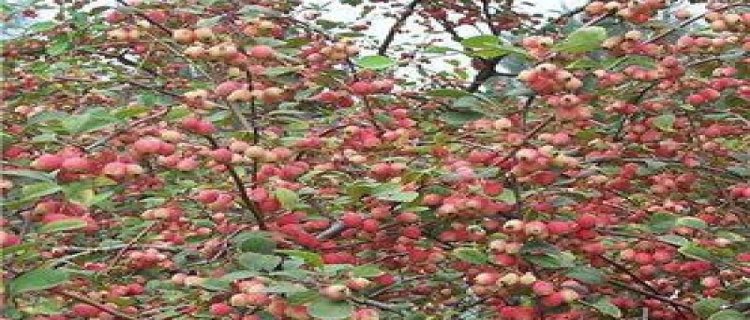 水栒子花和平枝栒子花的区别