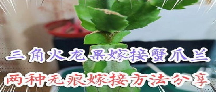 火龙果无痕嫁接蟹爪兰的方法