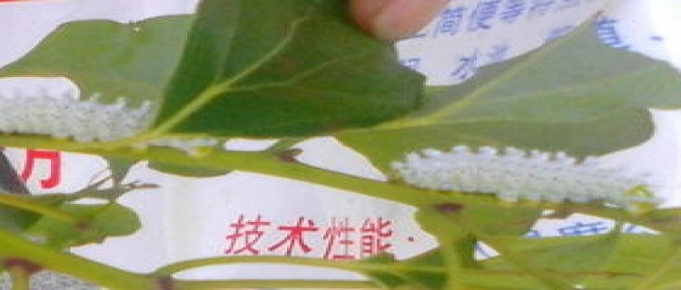 皂荚生虫了怎么办 常见的病虫害防治(皂荚子生虫怎么办)