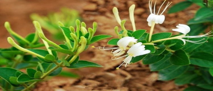 金银花不开花的原因(金银花开花早的原因)