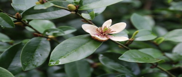 含笑花怎么浇水