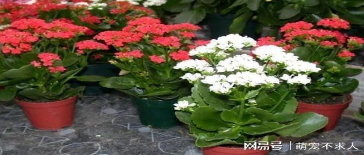 长寿花不长花苞怎么回事(长寿花花苞干枯是什么原因)