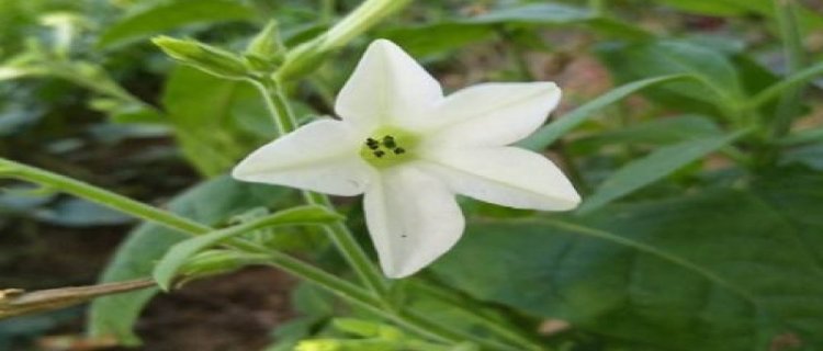 花烟草和烟草花区别(烟草花开花了 烟草花写句子)