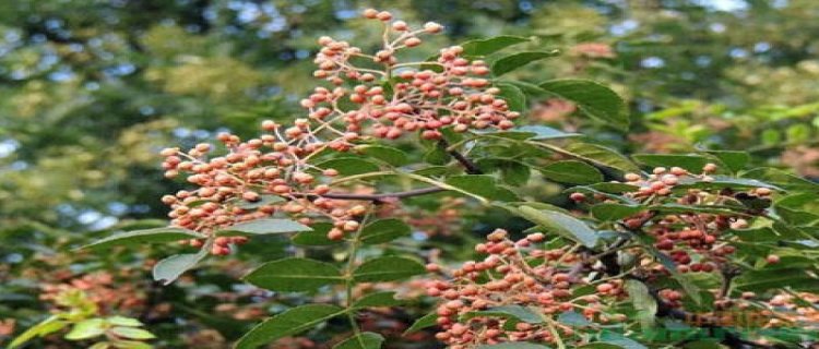 花椒可以盆栽种植吗(花椒盆栽盆可以家中种植吗)