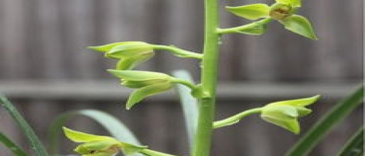 油菜花叶子图片(油菜花叶子图片真实照片)