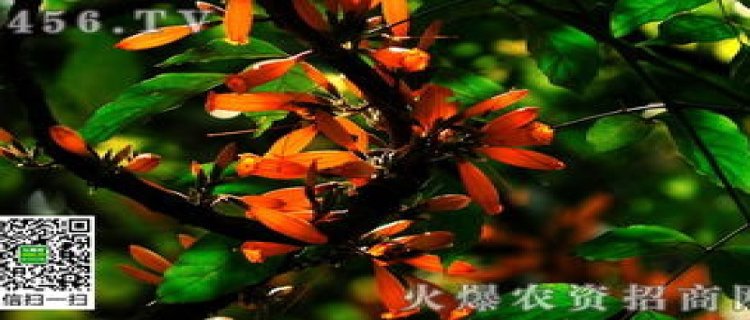 火烧花的病害防治(花的病害防治病虫害防治)