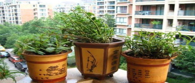 铁皮石斛怎么种植在木头上(铁皮石斛如何种植方法)