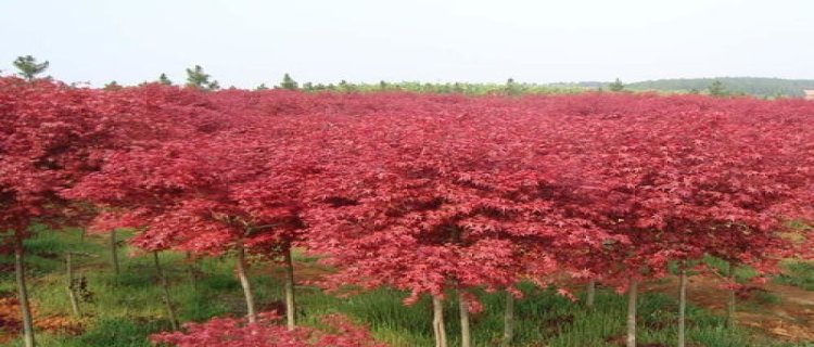 日本红枫的病虫害防治(日本红枫树)