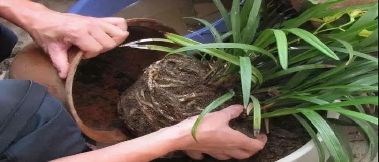 风雨兰种子怎么养(风雨兰种子什么时候种)