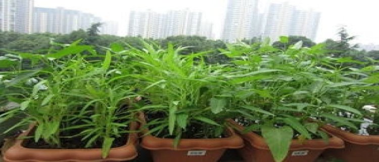 空心菜的阳台种植方法(阳台水培空心菜的种植方法)