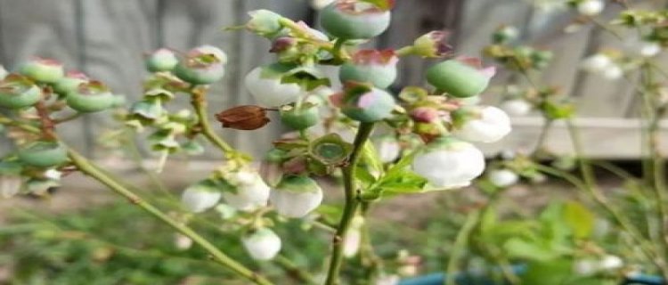 腊梅花用什么盆栽好(盆栽腊梅花怎么养家庭养法)