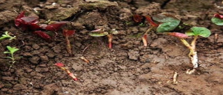 鱼腥草介绍，鱼腥草繁殖方法