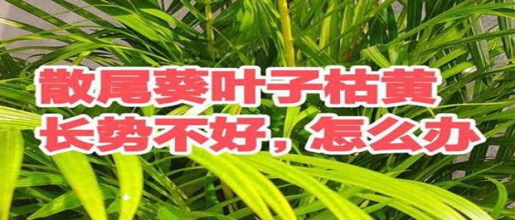 散尾葵干叶尖怎么办(散尾葵干尖黄叶怎么办)