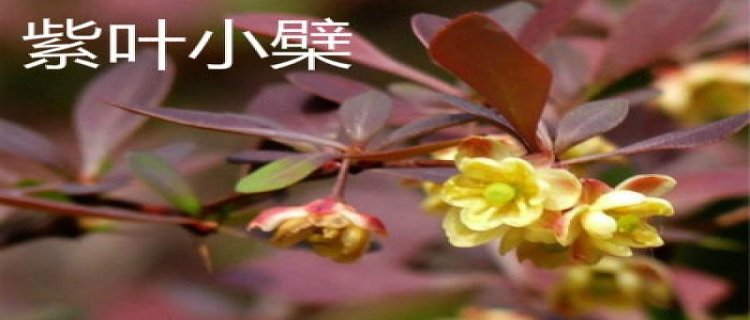 紫叶小檗和红花檵木的区别(红花檵木与紫叶小檗)