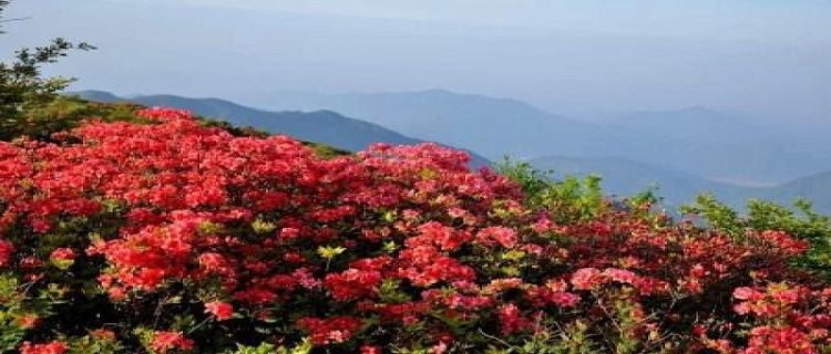 杜鹃花什么时候开花一年开几次花(杜鹃花都什么时候开花)