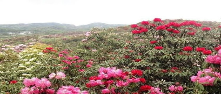 杜鹃花是几月份开花(杜鹃花几月份开花最好)