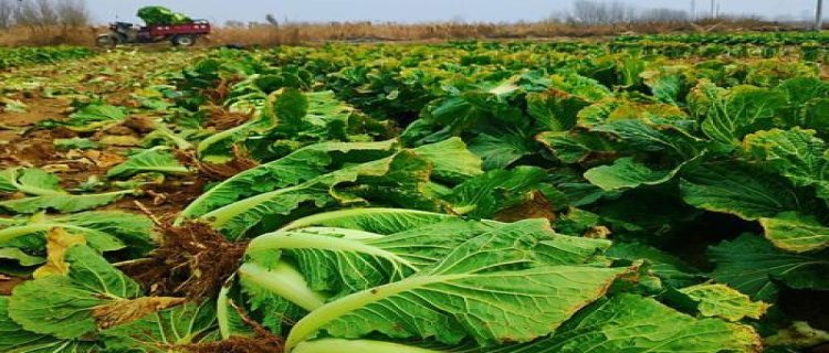 郁金香的种植方法 选地整地苗期管理花期病虫害防治