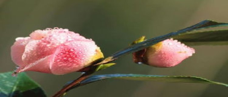 茶花播种到开花的时间，茶花播种时间