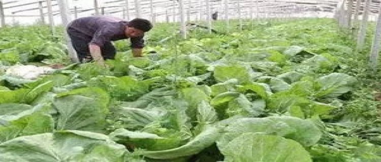 种植白菜用什么肥料最好(白菜上什么肥料最好)