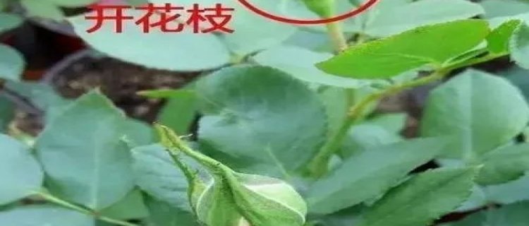 月季花盲枝图片(月季花的盲枝是什么样的)