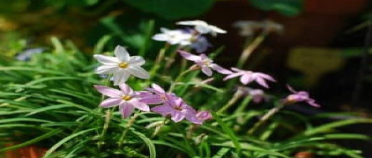 花韭的种植方法