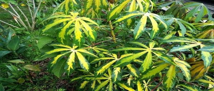 花叶木薯的繁殖方法(花叶木薯怎么繁殖)