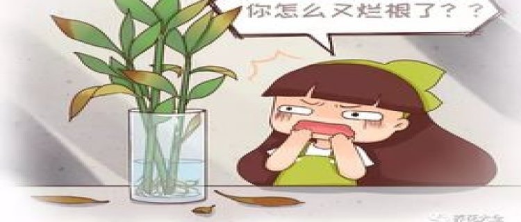 99%的花都死于这1点，看了保花不死！