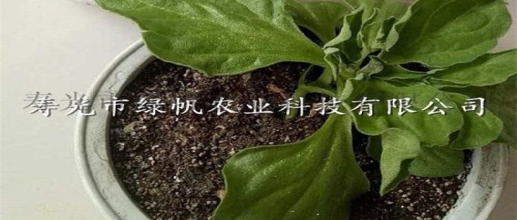 非洲冰草种子怎么种