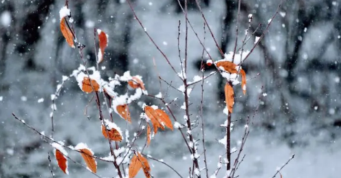 小雪封地大雪封河什么意思，2024年小雪封地还是大雪封地