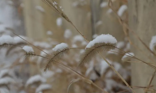 小雪节气天气有什么变化，2023年小雪节气一般什么温度