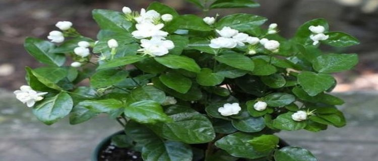 茉莉浇花浇多少(浇花一次浇多少水合适)