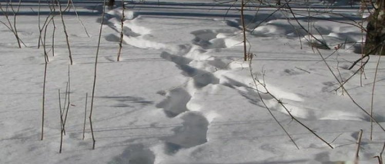 雪地上动物的脚印像什么(雪地动物脚印大全 小画家)