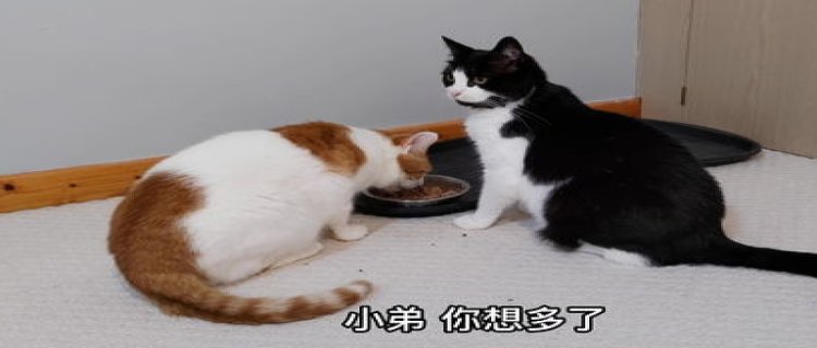 两只猫可以用一个猫碗吗