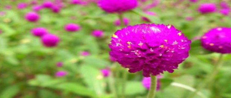 香港的市花是什么花啊，澳门的市花是什么花啊