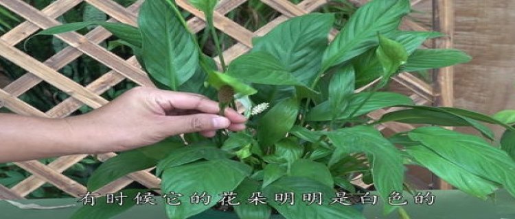 白掌的花(白掌的花为什么是绿色的)