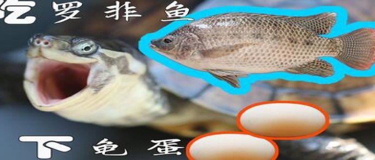 龟吃什么食物，用什么饲料喂龟好