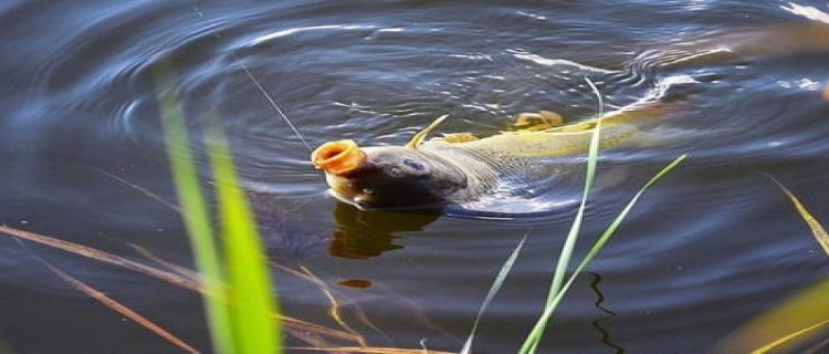 野钓容易钓到大鲤鱼吗，如何钓到大鲤鱼