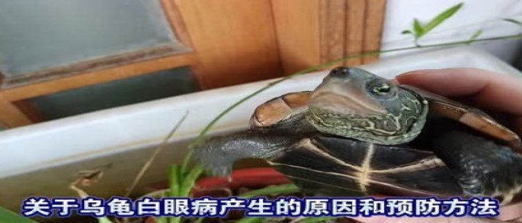 水太深乌龟会被淹死吗(水太深乌龟会被淹死吗)