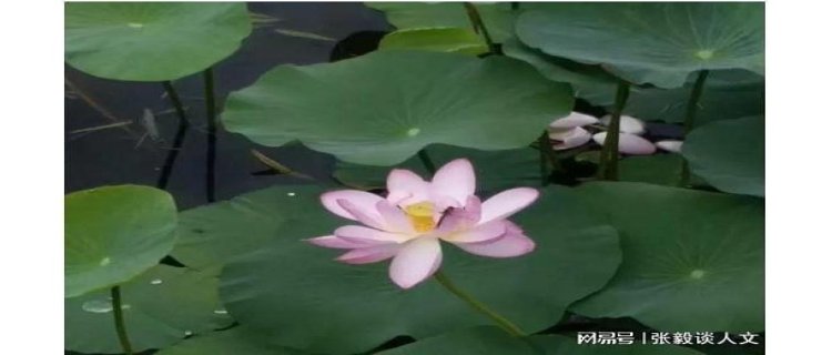 大缸里怎么种荷花养鱼，养鱼的缸能种荷花吗