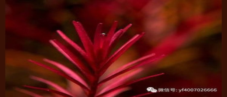 雪花草水草好养吗，怎么养