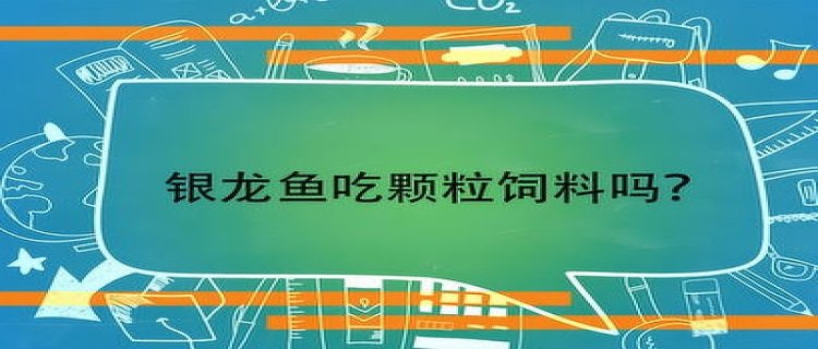 银龙鱼不吃颗粒饲料怎么办，吃上浮饲料还是下沉饲料