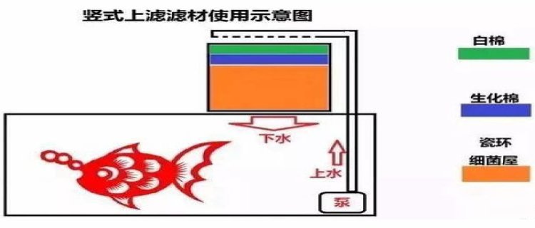 养兰寿金鱼不用过滤可以吗，不用氧气可以吗